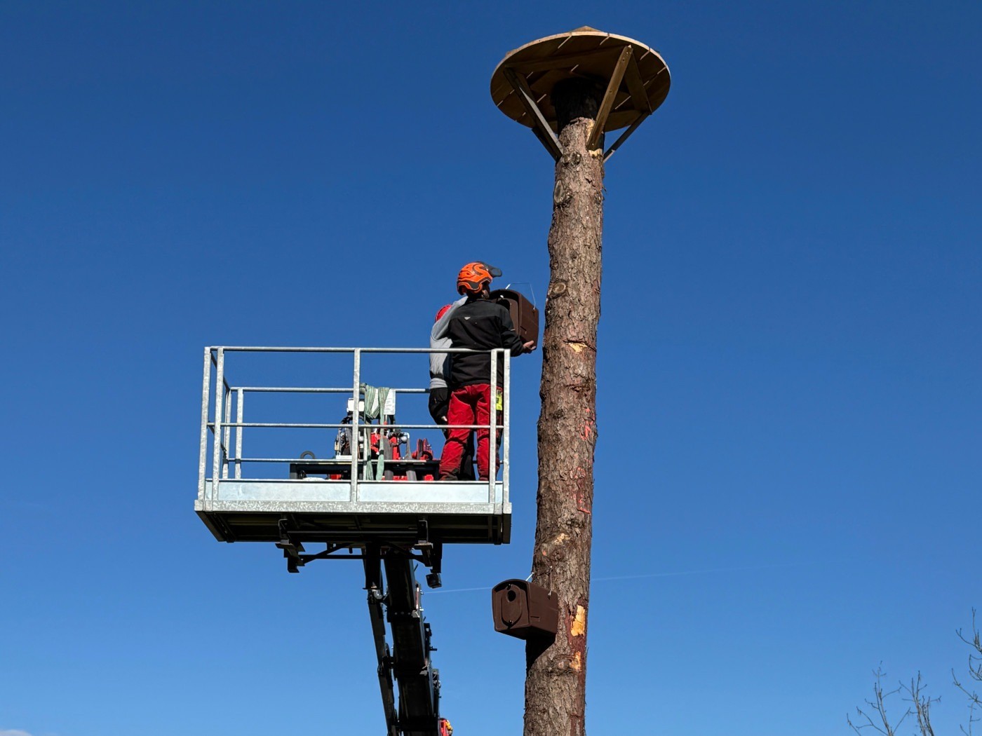 20250320 Storch 09.jpg